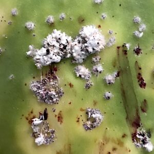 Cochineal scale on Opuntia (paddle cactus) (c) Debra Lee Baldwin