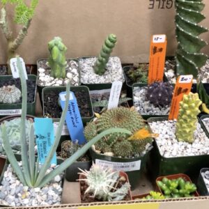 A collector's boxful of cacti & succulents from the San Diego show