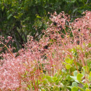Crassula multicava flowers (c) Debra Lee Baldwin