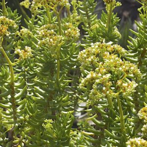 Mini pine tree succulent Crassula tetragona (c) Debra Lee Baldwin