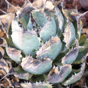 Sunburned agave (c) Debra Lee Baldwin