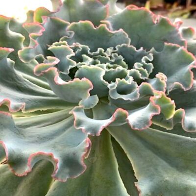 Fancy ruffled echeveria