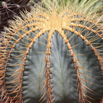 Ferocactus glaucescens (c) Debra Lee Baldwin