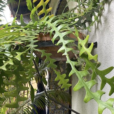 Fishbone cactus (Epiphyllum anguliger) (c) Debra Lee Baldwin