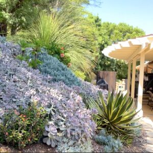 Purple succulent on slope (c) Debra Lee Baldwin