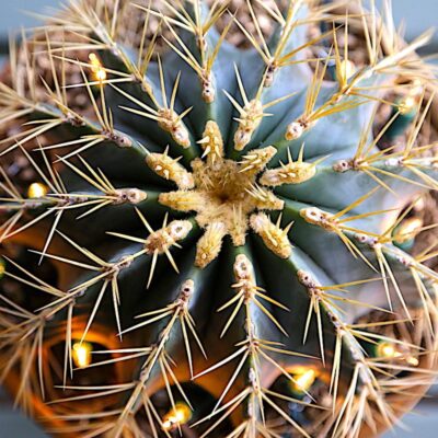 Cactus with holiday lights (c) Debra Lee Baldwin