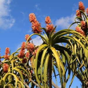 Aloe barberae in bloom (c) Debra Lee Baldwin