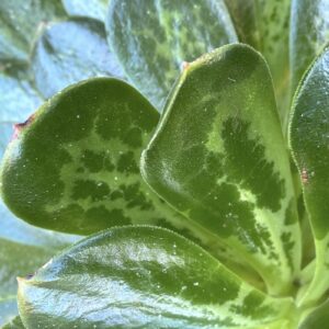 Aeonium after frost