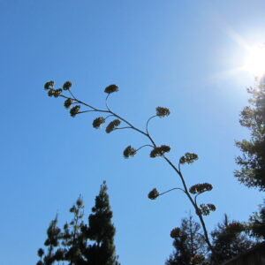 Agave flower spike in the wind (c) Debra Lee Baldwin