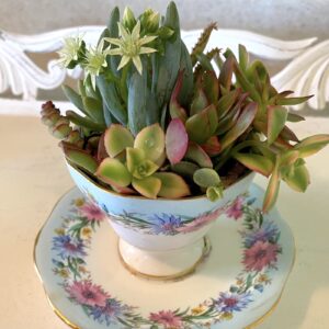 Succulent Teacup Arrangement (c) Debra Lee Baldwin