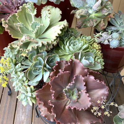 Potted echeveria garden (c) Debra Lee Baldwin