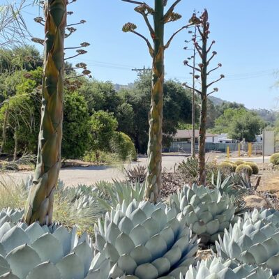 Agave parryi 'Truncata' bloom (c) Debra Lee Baldwin