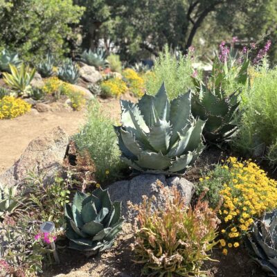 Hidden Agave nursery garden (c) Debra Lee Baldwin