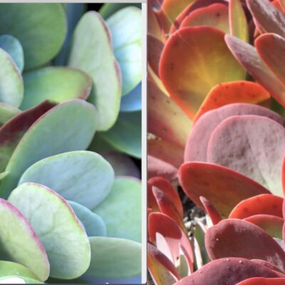 Kalanchoe luciae (paddle plant) stressed before-and-after (c) Debra Lee Baldwin