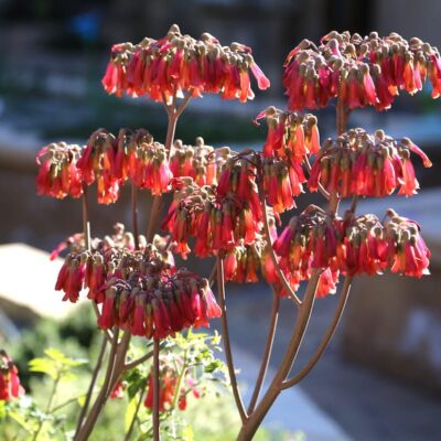 Succulent Kalanchoe mother of thousands (c) Debra Lee Baldwin