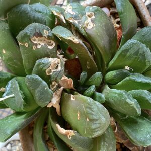 Succulent with mouse damage (c) Debra Lee Baldwin