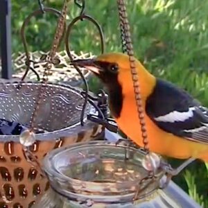 Oriole at feeder (c) Debra Lee Baldwin