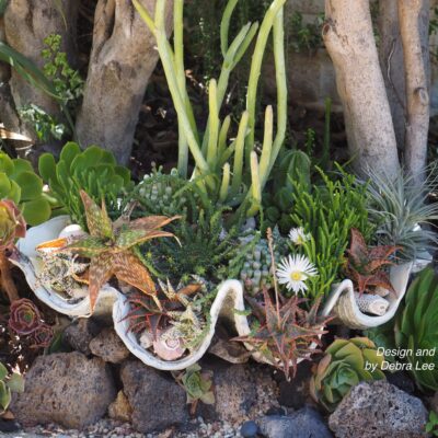 Undersea succulent clamshell planter