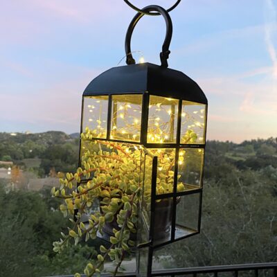 Succulent lantern with Portulacaria afra 'Variegata' (c) Debra Lee Baldwin