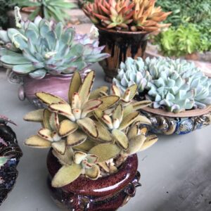 How to pick the perfect succulent for a pot (c) Debra Lee Baldwin)