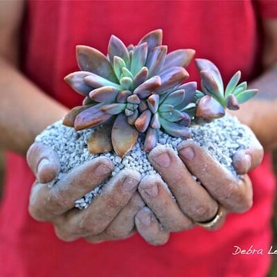 Succulents benefit from pumice
