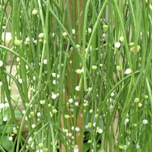 Rhipsalis-baccifera-subsp.-baccifera-in-June-Wikipedia-Jdsteakley