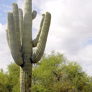 Saguaro cactus at maturity