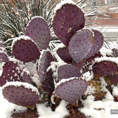 Purple cactus in snow