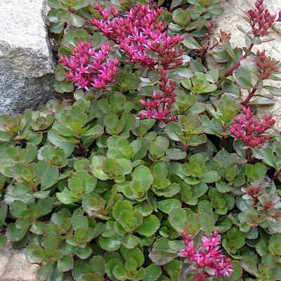 Sedum, red flowers (c) Debra Lee Baldwin