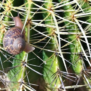 Snail on cactus (c) Debra Lee Baldwin