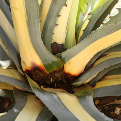 Agave snout weevil damage (c) Debra Lee Baldwin