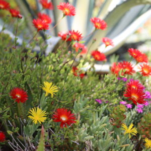 Spring succulent garden (c) Debra Lee Baldwin