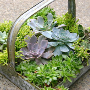 Square basket of succulents (c) Debra Lee Baldwin