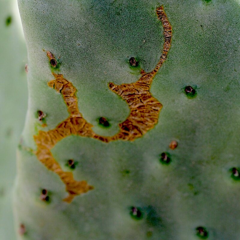 Stretch marks on cactus (c) Debra Lee Baldwin