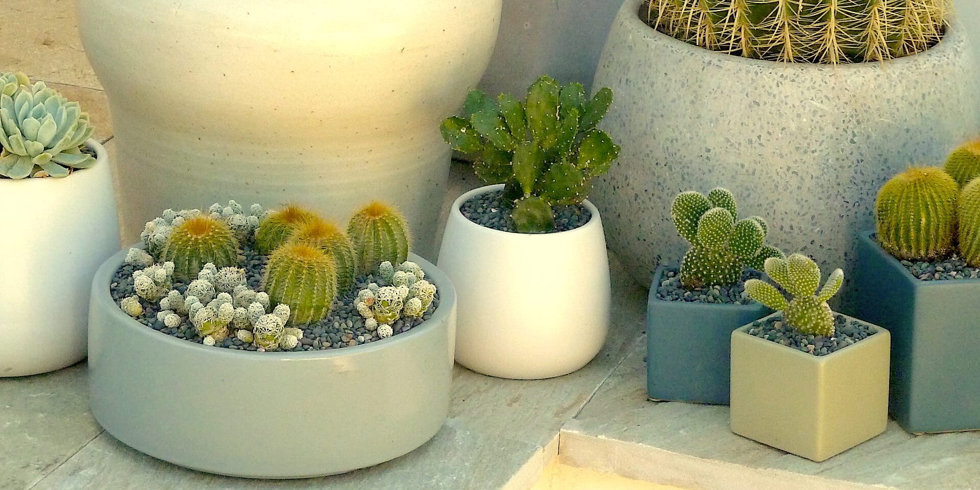 Succulent FAQs Containers