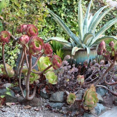 Overgrown succulent garden (c) Debra Lee Baldwin