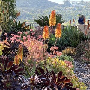 Succulent flower garden (c) Debra Lee Baldwin