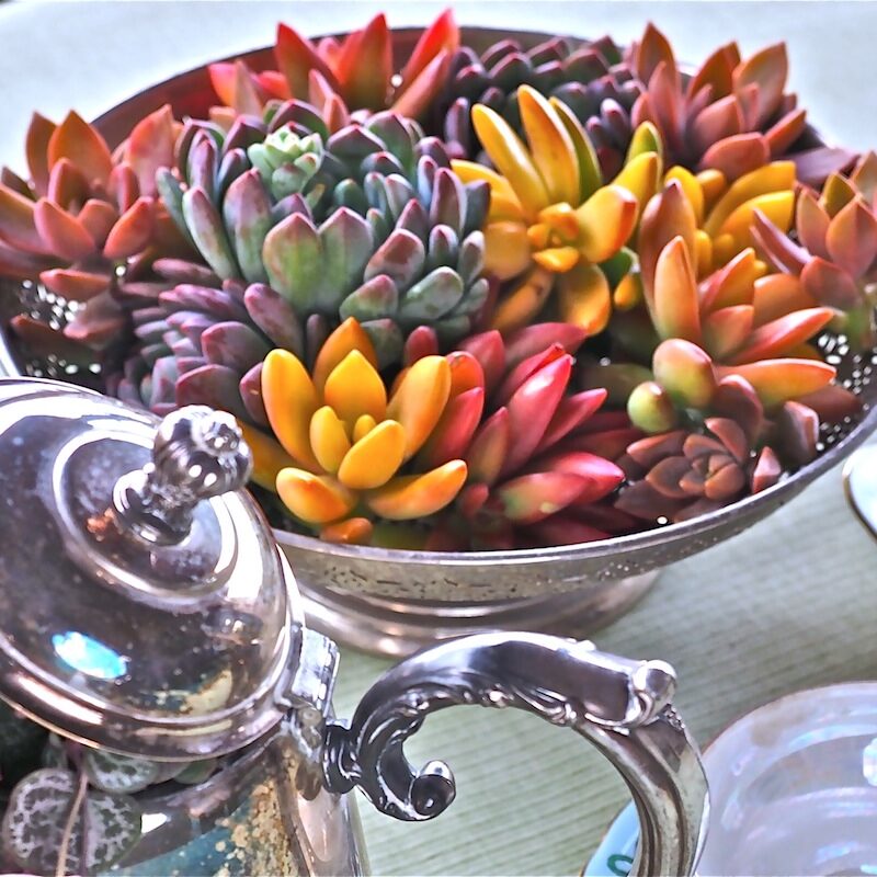 Succulents in silver floral style combo (c) Debra Lee Baldwin