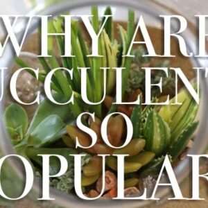 Why are succulents so popular