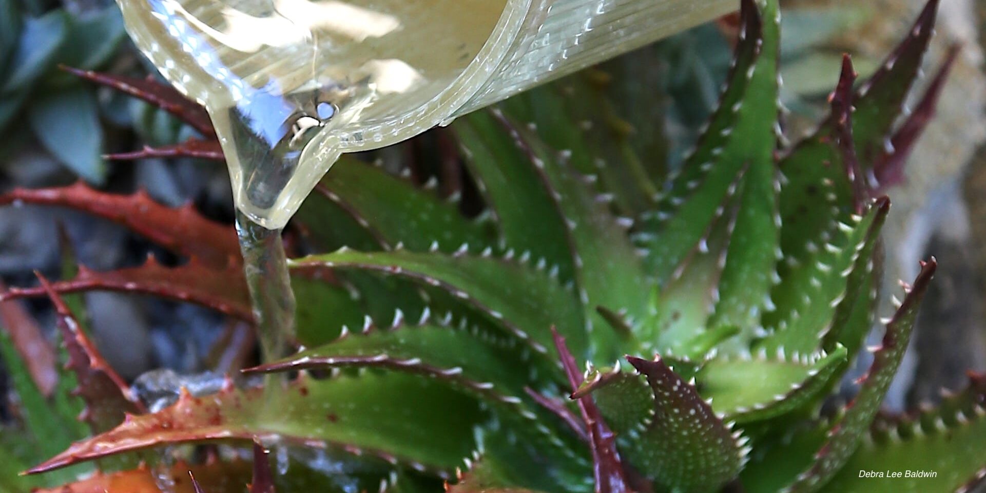 fertilizing succulents