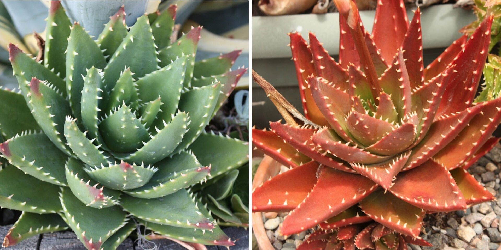 light requirements for succulents