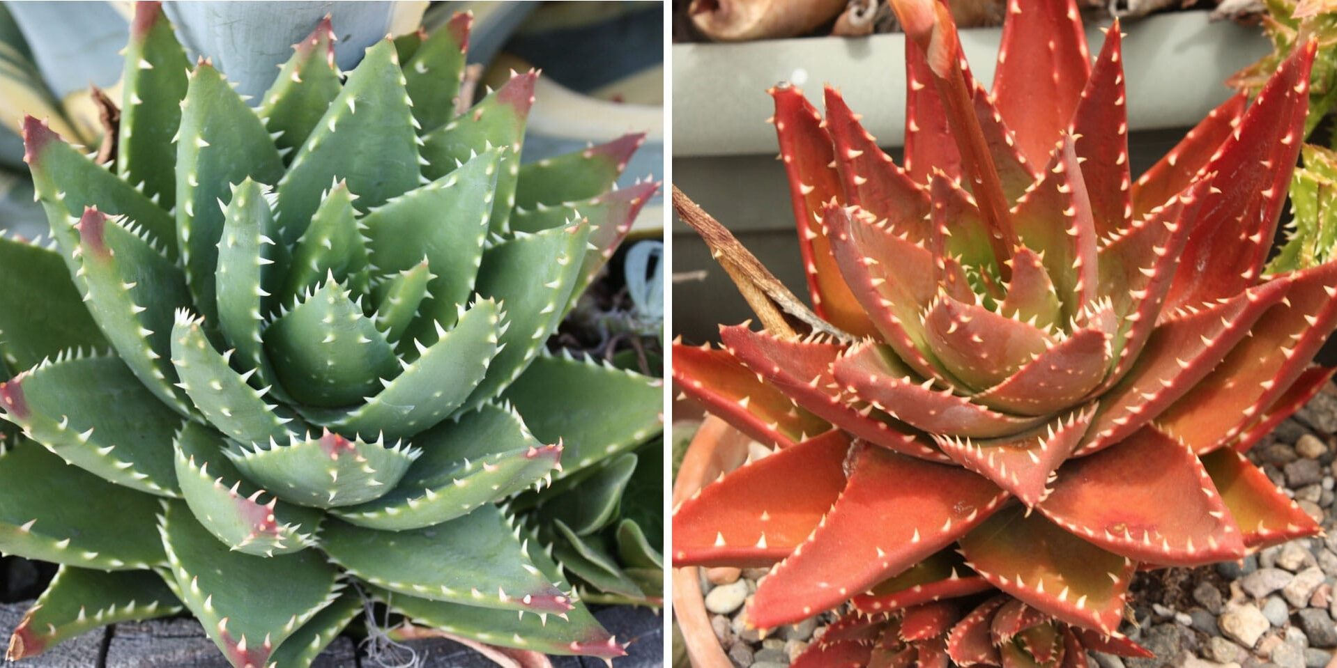 Be sure to have these basic supplies before starting your next succulent  project, Story