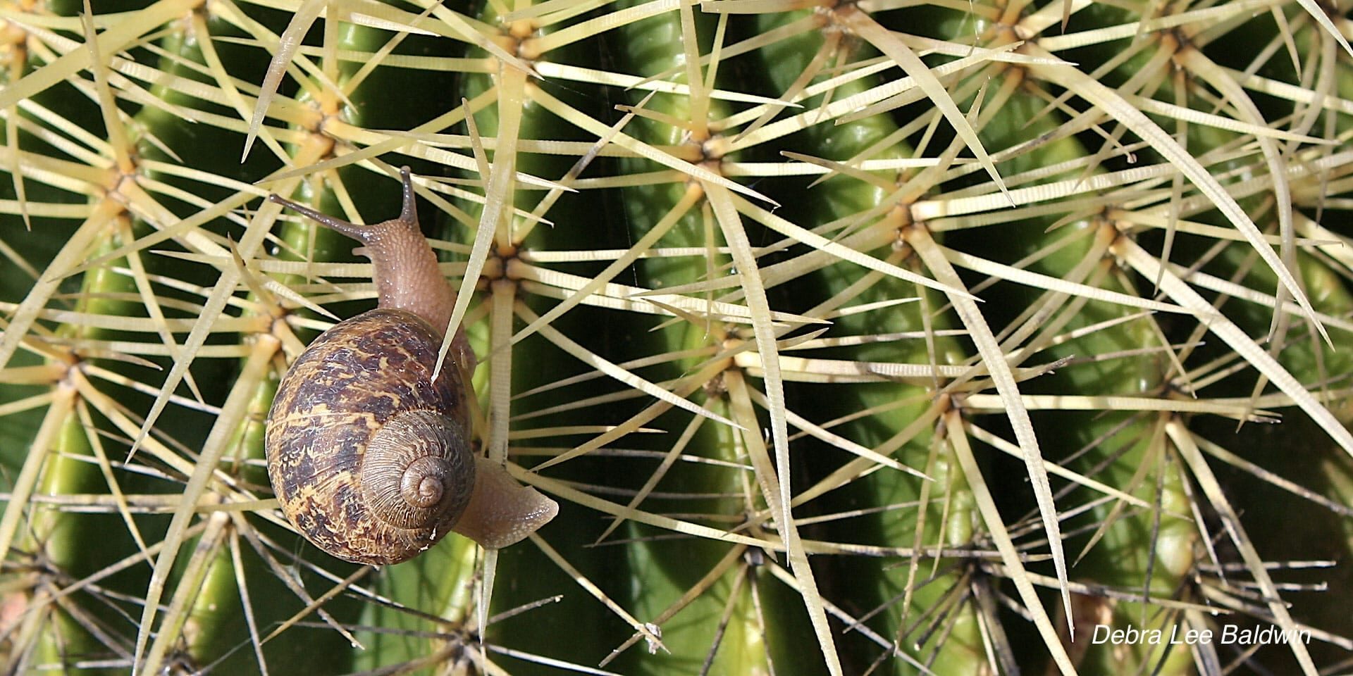 succulent pests