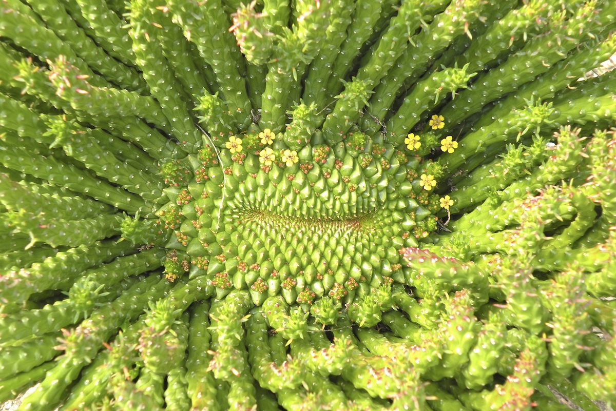 Euphorbia flanaganii crest