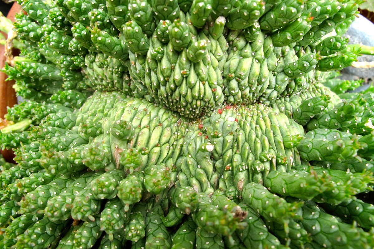 Euphorbia flanaganii crest