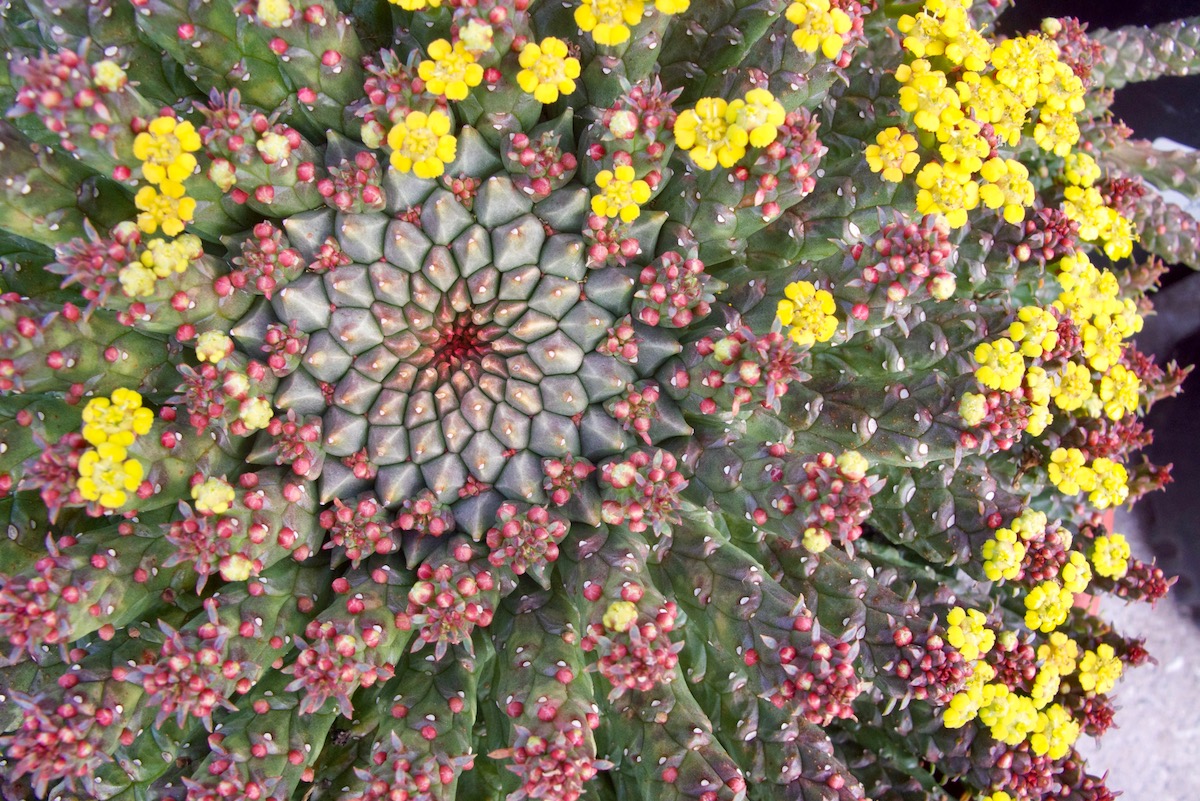 Euphorbia flanaganii in bloom