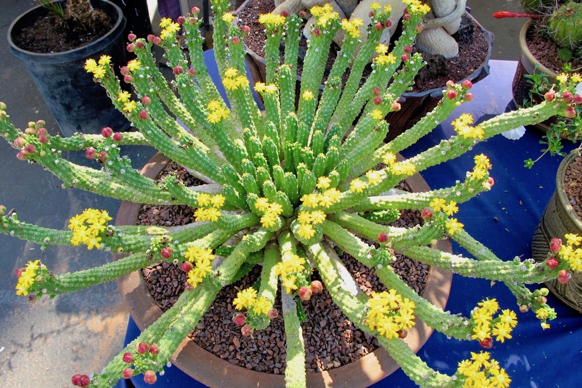 Medusoid euphorbia at a Cactus & Succulent show