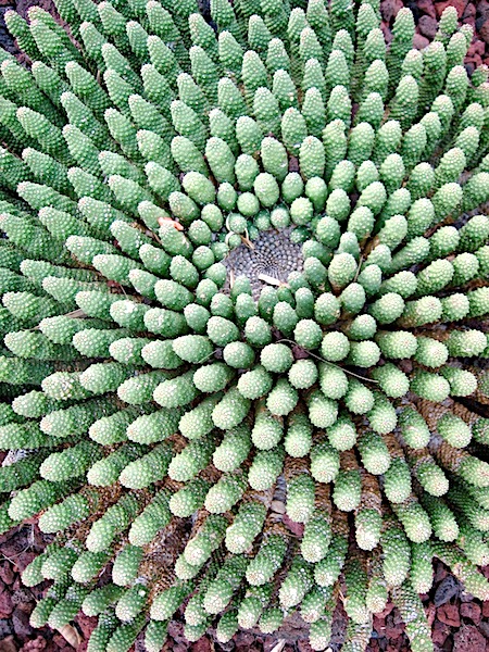Probably Euphorbia esculenta