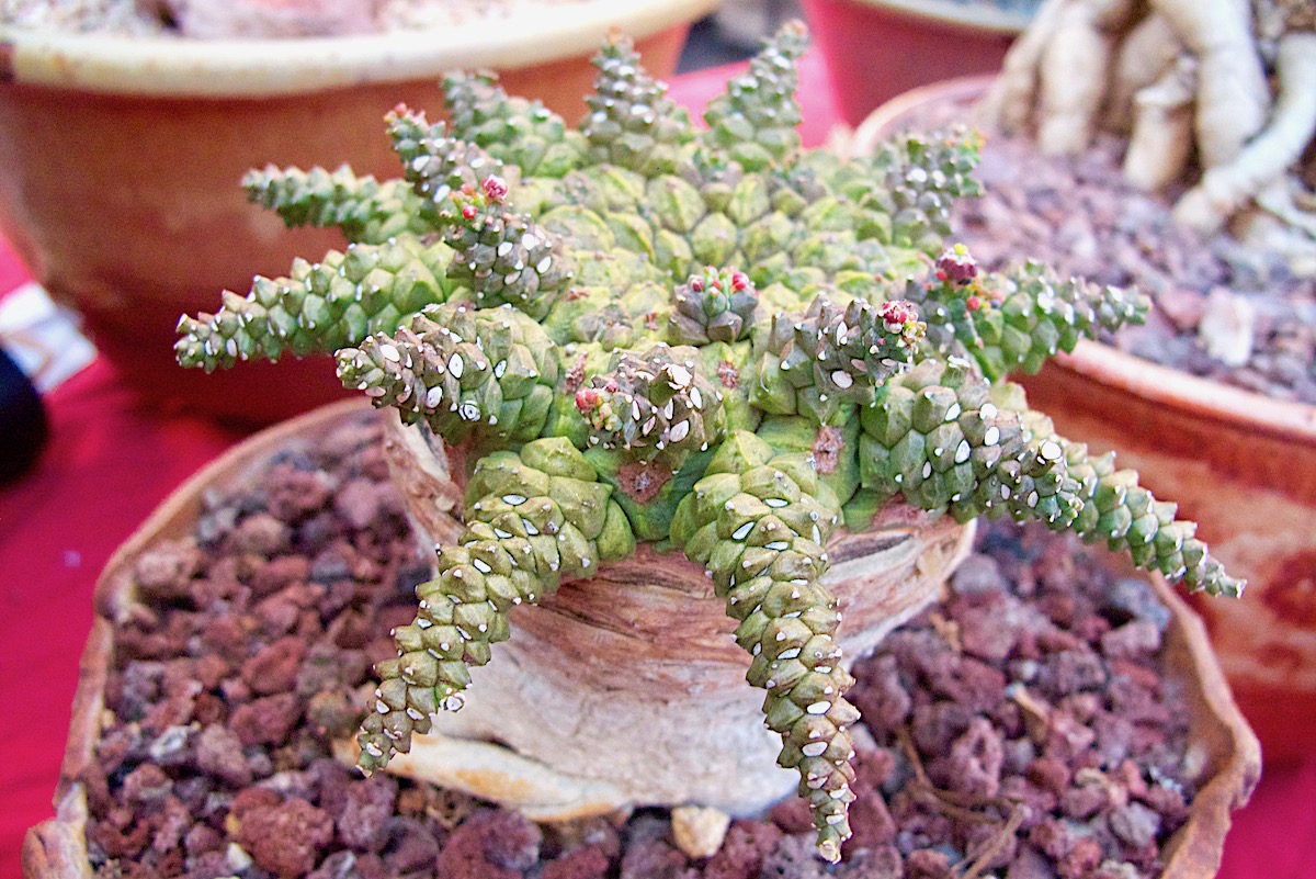 Euphorbia pugniformis