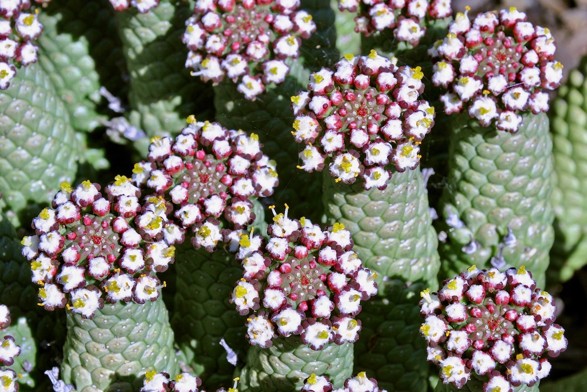 Euphorbia esculenta flowers
